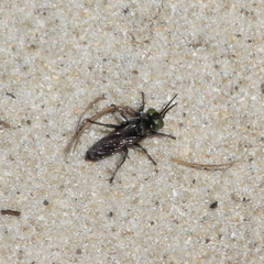 Tachysphex nigerrimus