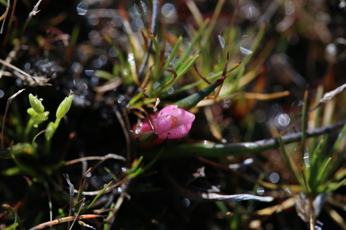 Image of Tribonanthes purpurea by (c) Hugo Innes, some rights reserved (CC BY)