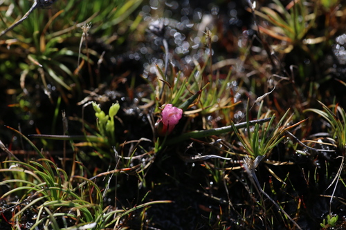 Image of Tribonanthes purpurea by (c) Hugo Innes, some rights reserved (CC BY)