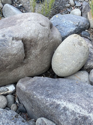 iNaturalist observation photo of Northern Pacific Rattlesnake