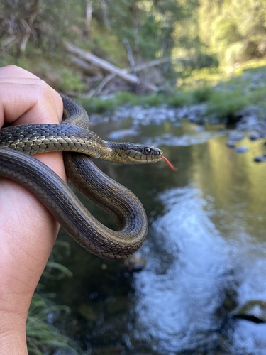iNaturalist observation photo of Oregon Aquatic Garter Snake