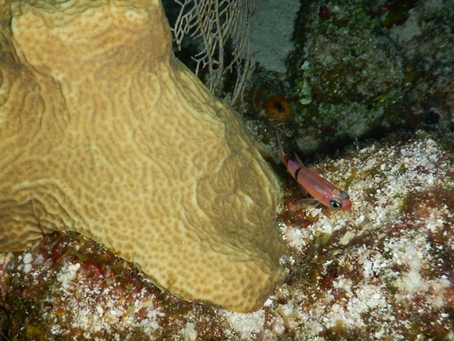 Foto de Pez cardenal de Townsend (Apogon townsendi)