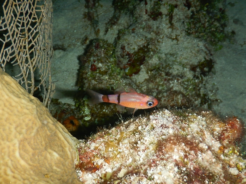 Belted cardinalfish (Apogon townsendi) — Apogonidae