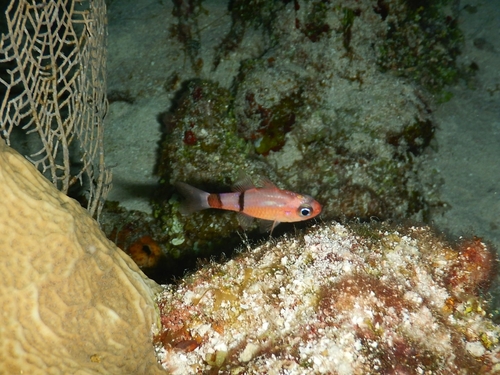 Photo of Townsend's Cardinalfish (Apogon townsendi)