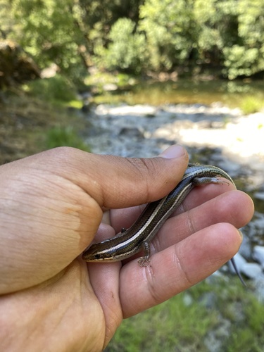 iNaturalist observation photo of Western Skink