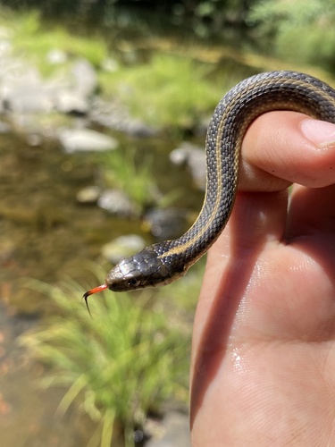 iNaturalist observation photo of Oregon Aquatic Garter Snake