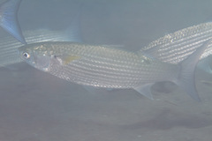 Crenimugil crenilabis