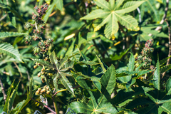 Ricinus communis