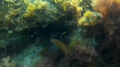 Tautogolabrus adspersus