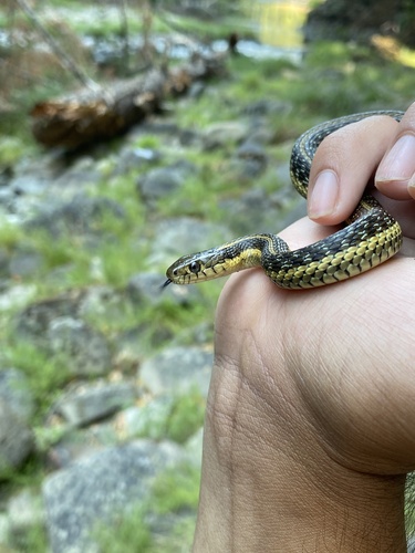iNaturalist observation photo of Aquatic Garter Snake