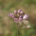 Allium gunibicum - Photo (c) ramazan_murtazaliev, algunos derechos reservados (CC BY-NC), subido por ramazan_murtazaliev