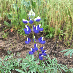 Lupinus nanus