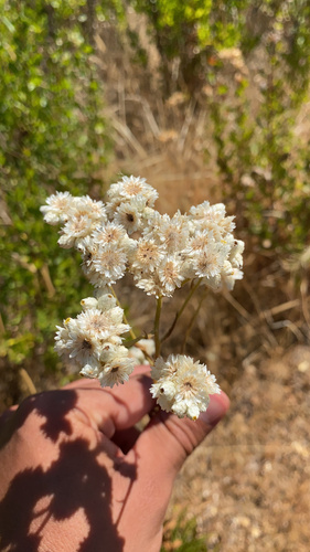 iNaturalist observation photo of California cudweed