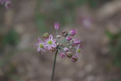 Allium mirzajevii