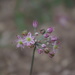 Allium mirzajevii - Photo (c) ramazan_murtazaliev, algunos derechos reservados (CC BY-NC), uploaded by ramazan_murtazaliev