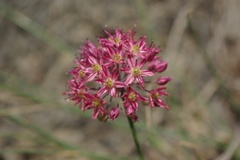 Allium samurense