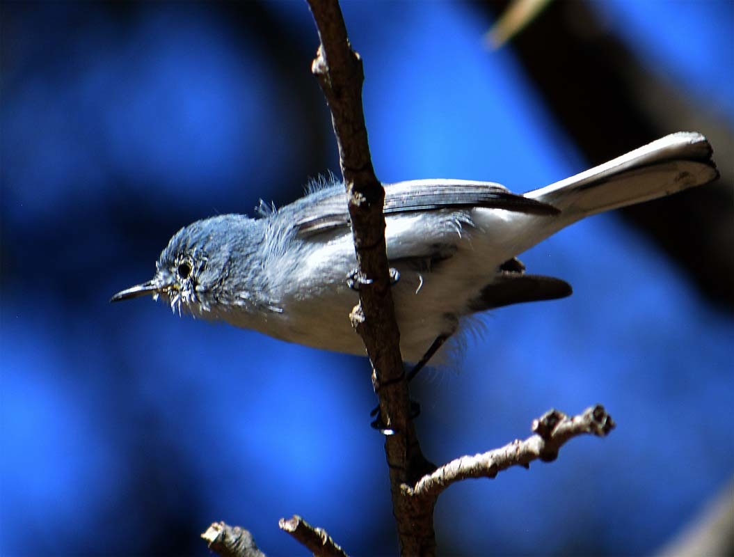 Wildlife Around Las Vegas, Blue-gray Gnatcatcher (Polioptila caerulea)