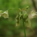 Allium tripedale - Photo (c) ramazan_murtazaliev,  זכויות יוצרים חלקיות (CC BY-NC), הועלה על ידי ramazan_murtazaliev