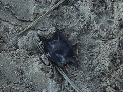 Raja clavata