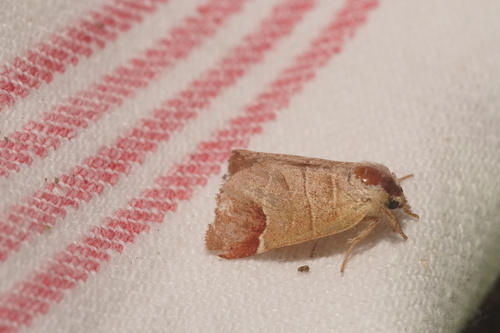 Clostera curtula