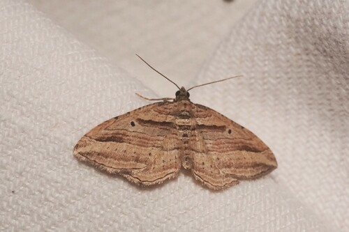 Costaconvexa polygrammata