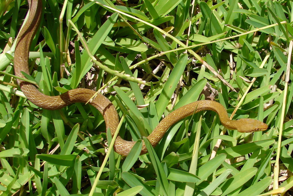Seychelles Wolf Snake