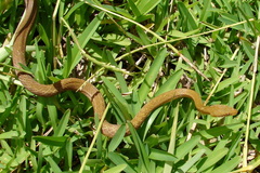 Seychelles Wolf Snake photo 3