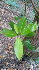 Planchonella costata