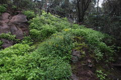 Calceolaria ascendens
