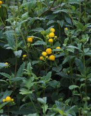 Calceolaria ascendens