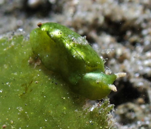 Elysia pusilla