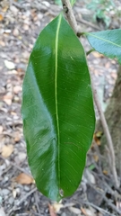 Planchonella costata