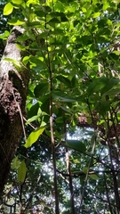 Planchonella costata