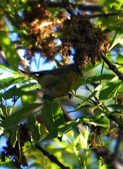 Leiothlypis ruficapilla