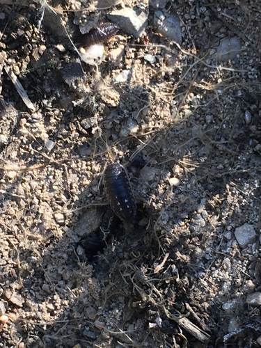 Porcellio ornatus