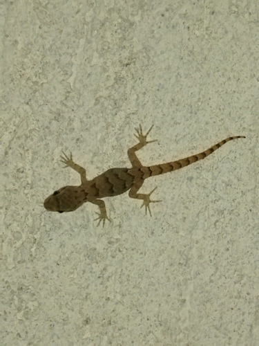 Mediterranean Thin-toed Gecko, 4292 Dobri Dol, Bulgaria, photo 3 of 10