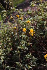 Calceolaria ascendens