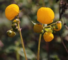 Calceolaria ascendens