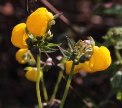 Calceolaria ascendens
