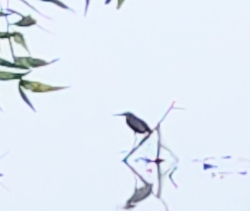 Black Bittern (Botaurus flavicollis), photo 9
