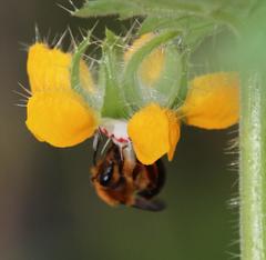 Cadeguala occidentalis
