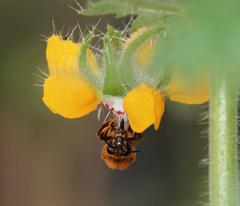 Cadeguala occidentalis