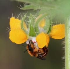 Cadeguala occidentalis