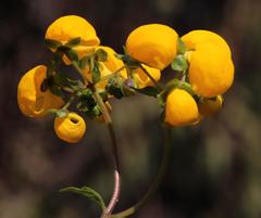 Calceolaria ascendens