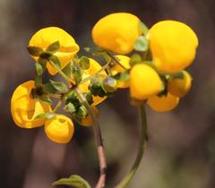 Calceolaria ascendens