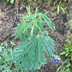 Lupinus nanus