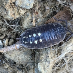 Porcellio ornatus