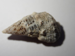 Cerithium litteratum