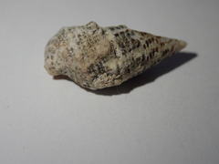 Cerithium litteratum