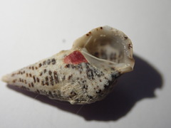 Cerithium litteratum